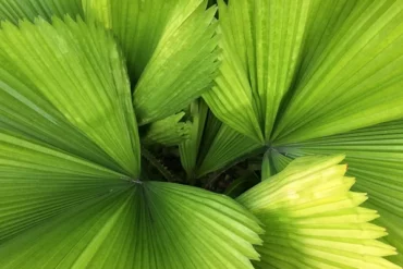 Kwas hialuronowy – antidotum na suchą skórę.